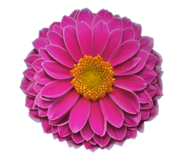 flower isolated on transparent background, isolated, extracted, png file