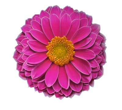 flower isolated on transparent background, isolated, extracted, png file