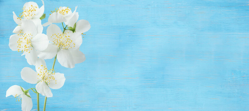 Delicate white jasmine flowers on a blue wooden background. Banner. Free space for texts and your ideas. Delicate light soft image.
