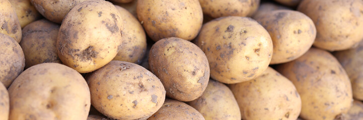 Bunch of fresh potatoes at market showcase