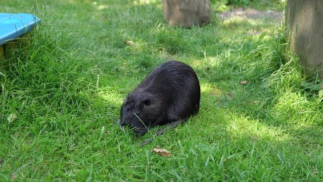 Closeup of a muskrat Ondatra zibethicus or nutria Myocastor coypus rodent eating grass on the bank of a small river in park. Rodent of the Ragondins family eat green vegetation in sunny summer day. 4K