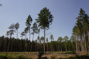 abgestorbener Wald, einzelstehende Bäume