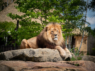 Obraz premium lion