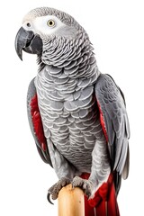 Obraz premium African Grey Parrot Profile