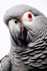 Fototapeta premium African Grey Parrot Profile