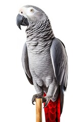 Obraz premium African Grey Parrot Profile