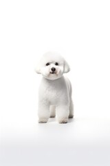 Obraz premium Bichon Frise Dog Standing