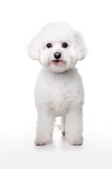 Obraz premium Bichon Frise Dog Standing