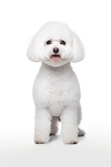Obraz premium Bichon Frise Dog Standing