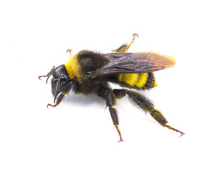 Wild American bumblebee - Bombus pensylvanicus - lightly dusted with yellow pollen Isolated on white background top side profile view