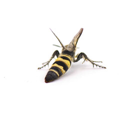 Feather legged scoliid wasp - Dielis plumipes fossulana - back dorsal view of abdomen pattern and...