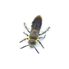 Feather legged scoliid wasp - Dielis plumipes fossulana - top dorsal  view isolated on white background