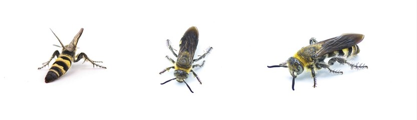 Feather legged scoliid wasp - Dielis plumipes fossulana - three views  isolated on white background