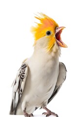 Cockatiel Singing