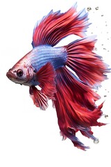 Fototapeta premium Siamese Fighting Fish Display