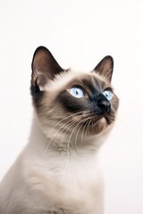 Siamese Cat Observing