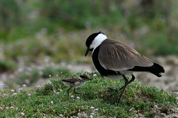 Spur-winged lapwing with chick // Spornkiebitz mit Küken (Vanellus spinosus) - Axios-Delta, Greece