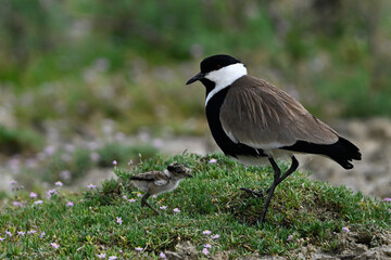 Spur-winged lapwing with chick // Spornkiebitz mit Küken (Vanellus spinosus) - Axios-Delta, Greece