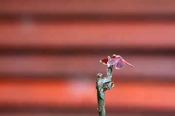 Red dragonfly isolated in front of a red background