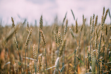 Green spikelets of wheat on the field. Close-up. Agricultural land.