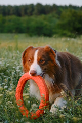 Aussie walks forward. A happy active energetic dog on a walk in the park has fun. Charming brown australian Shepherd dog plays with a round rubber toy in a summer field at sunset.