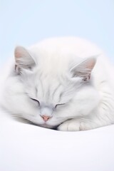 British Shorthair Cat Sleeping