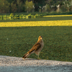 The eagle on the riverbank