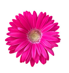 Pink Gerbera flower isolated on transparent background. Vibrant bright pink gerbera daisy blooming flower