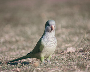 A colourful bird in a warm summer in Latin America