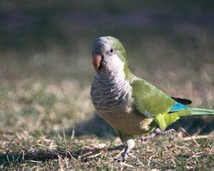 A colourful bird in a warm summer in Latin America