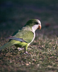 A colourful bird in a warm summer in Latin America