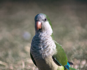 A colourful bird in a warm summer in Latin America