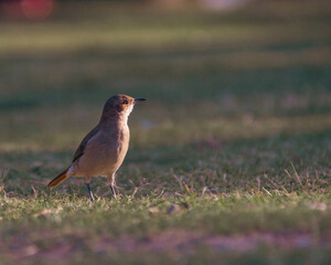 A colourful bird in a warm summer in Latin America