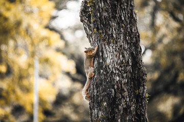 tree in autumn with a squirrel