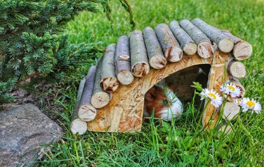 Guinea pig peeking out of a wooden house