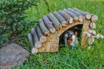 Guinea pig peeking out of a wooden house