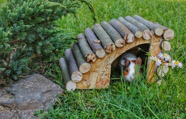 Guinea pig peeking out of a wooden house