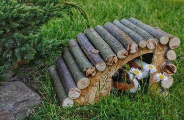 Guinea pig peeking out of a wooden house