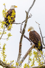  Two American bald eagles resting in a tree