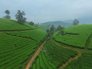 Aerial top view of green fresh tea or strawberry farm, agricultural plant fields with mountain hills in Asia. Rural area. Farm pattern texture. Nature landscape background, Long Coc, Vietnam.