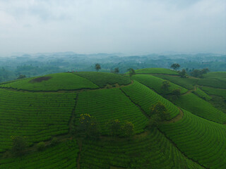 Aerial top view of green fresh tea or strawberry farm, agricultural plant fields with mountain hills in Asia. Rural area. Farm pattern texture. Nature landscape background, Long Coc, Vietnam.