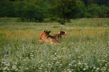 Happy active energetic Australian and German on walk in park having fun. Two adorable dogs play with round rubber toys in summer field at sunset.