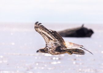 Flying eagle at the beach