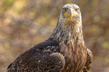 young bald eagle portrait