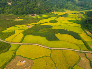 Aerial top view of fresh paddy rice terraces, green agricultural fields in countryside or rural...
