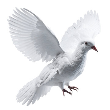 White Dove Pigeon Flying