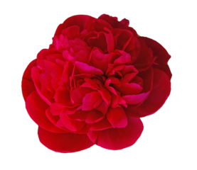 Burgundy Peony flower isolated on transparent background. Red peony flower on transparent background object with clipping path For design.