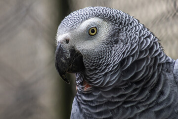 Head portrait of a grey parrot, close-up photography of the african bird of Congo. Psittacidae timneh.