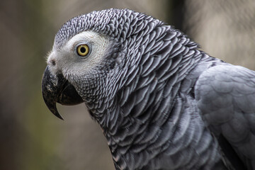 Head portrait of a grey parrot, close-up photography of the african bird of Congo. Psittacidae timneh.