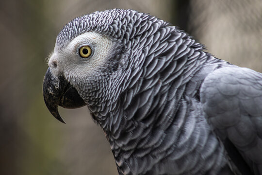Head portrait of a grey parrot, close-up photography of the african bird of Congo. Psittacidae timneh.